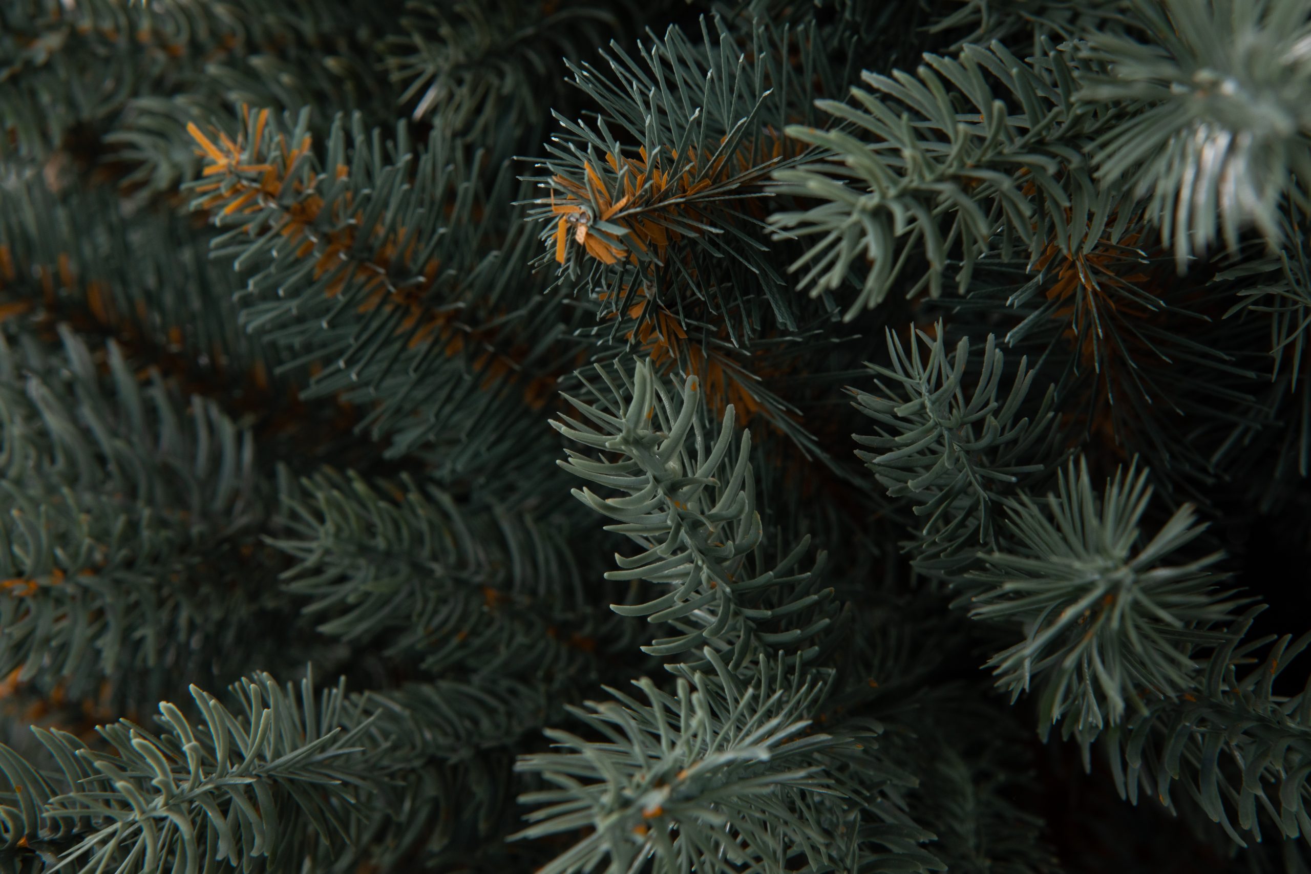 Տոնածառ SILVER SPRUCE IN POT PE , 80 սմ, Մ 58սմ