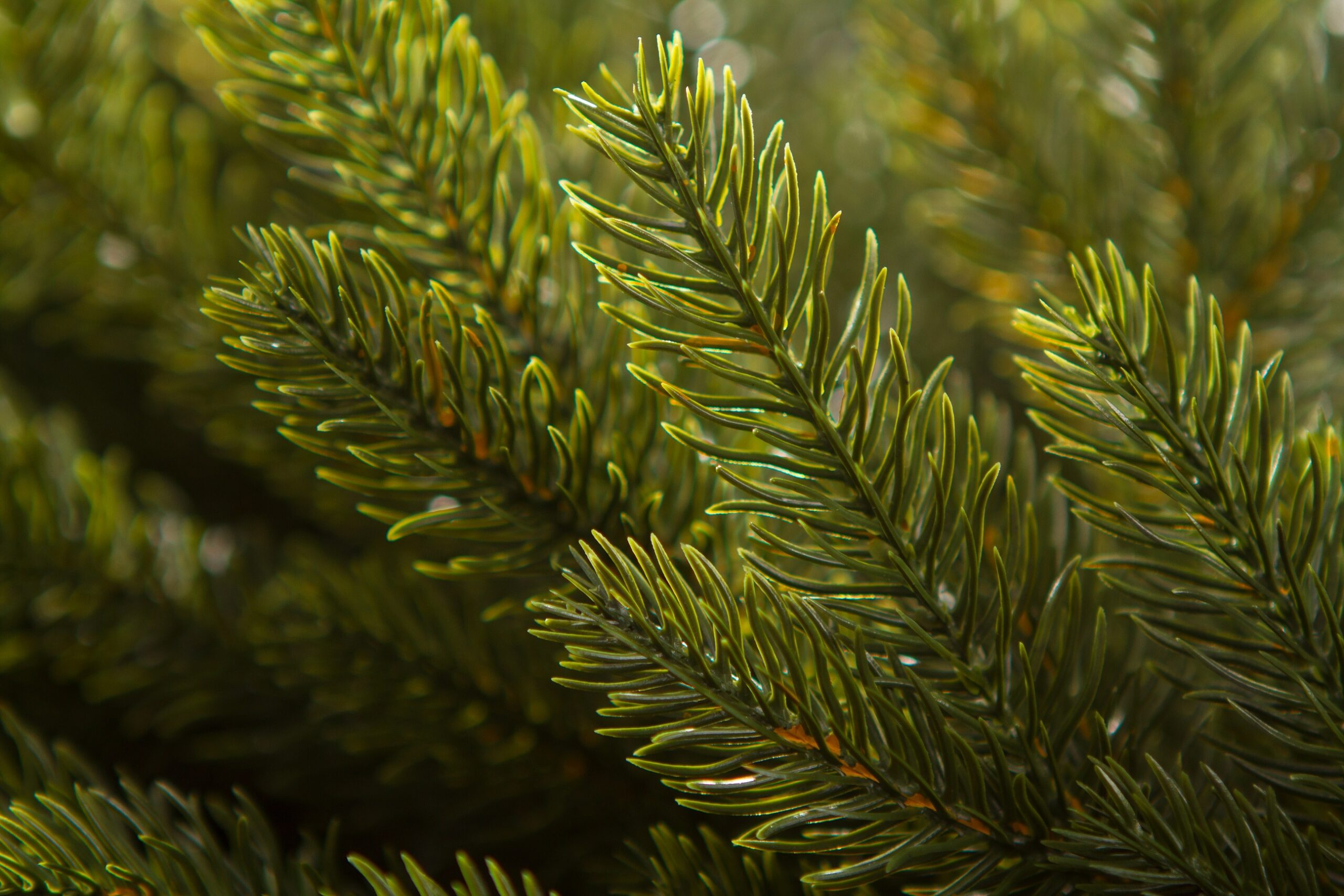 Ամանորյա օղակ SPRUCE PVC, 50 սմ