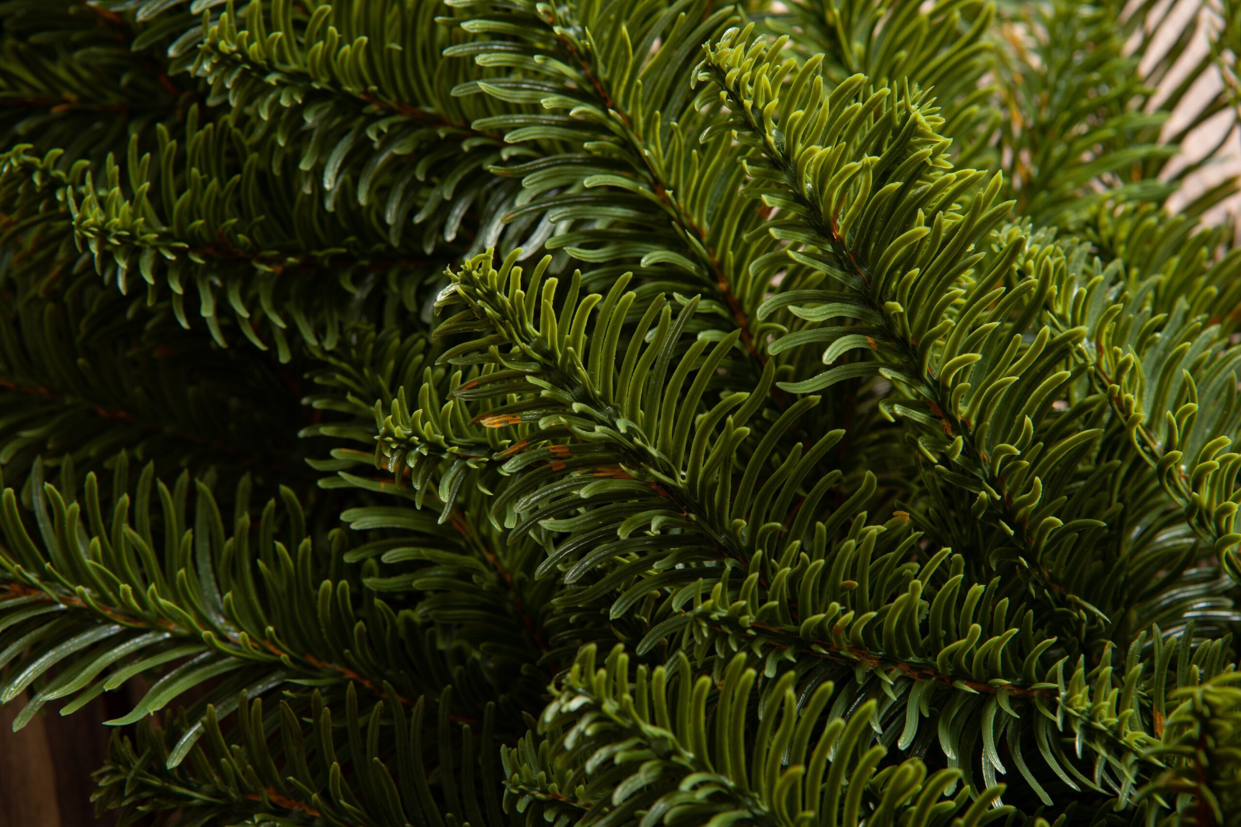 Ամանորյա օղակ FIR NOBILES PE, 50 սմ