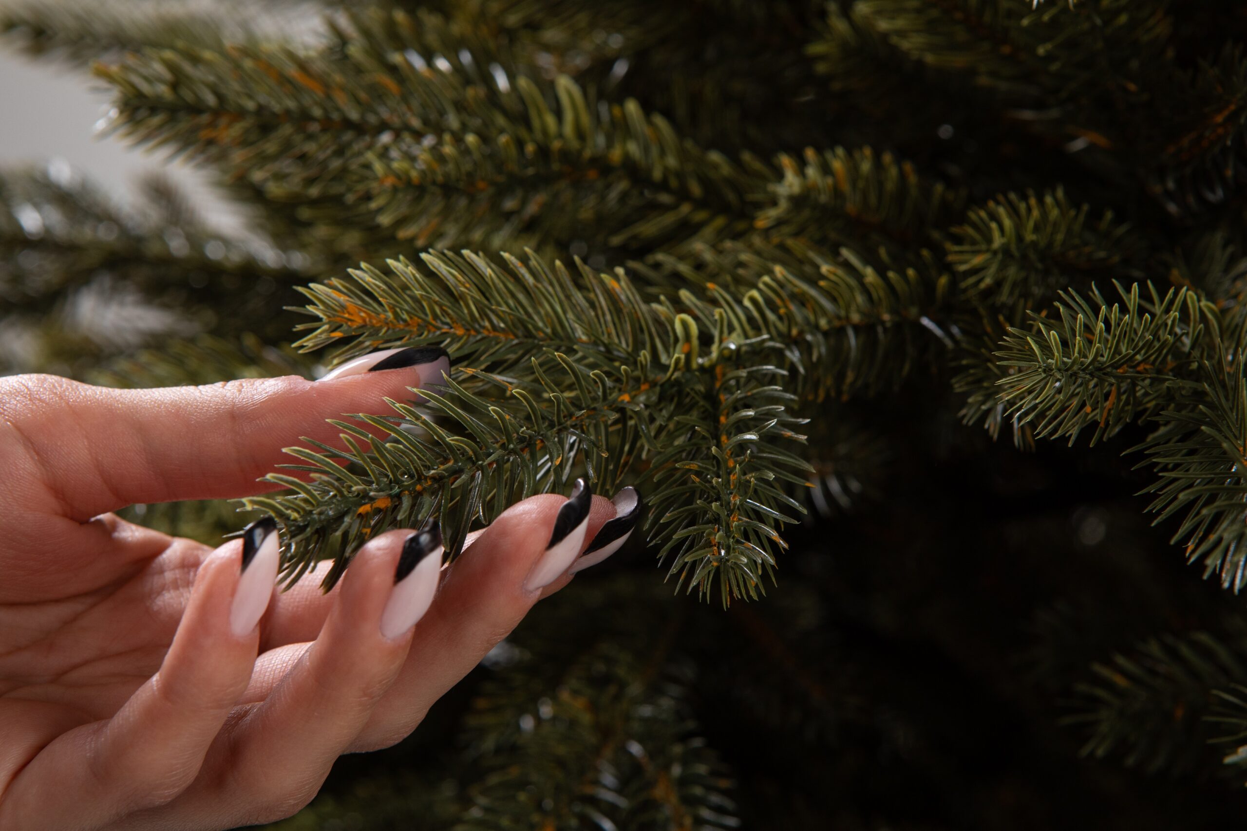 Տոնածառ CANADIAN SPRUCE 100 PE Premium, 250 սմ, Մ 156սմ