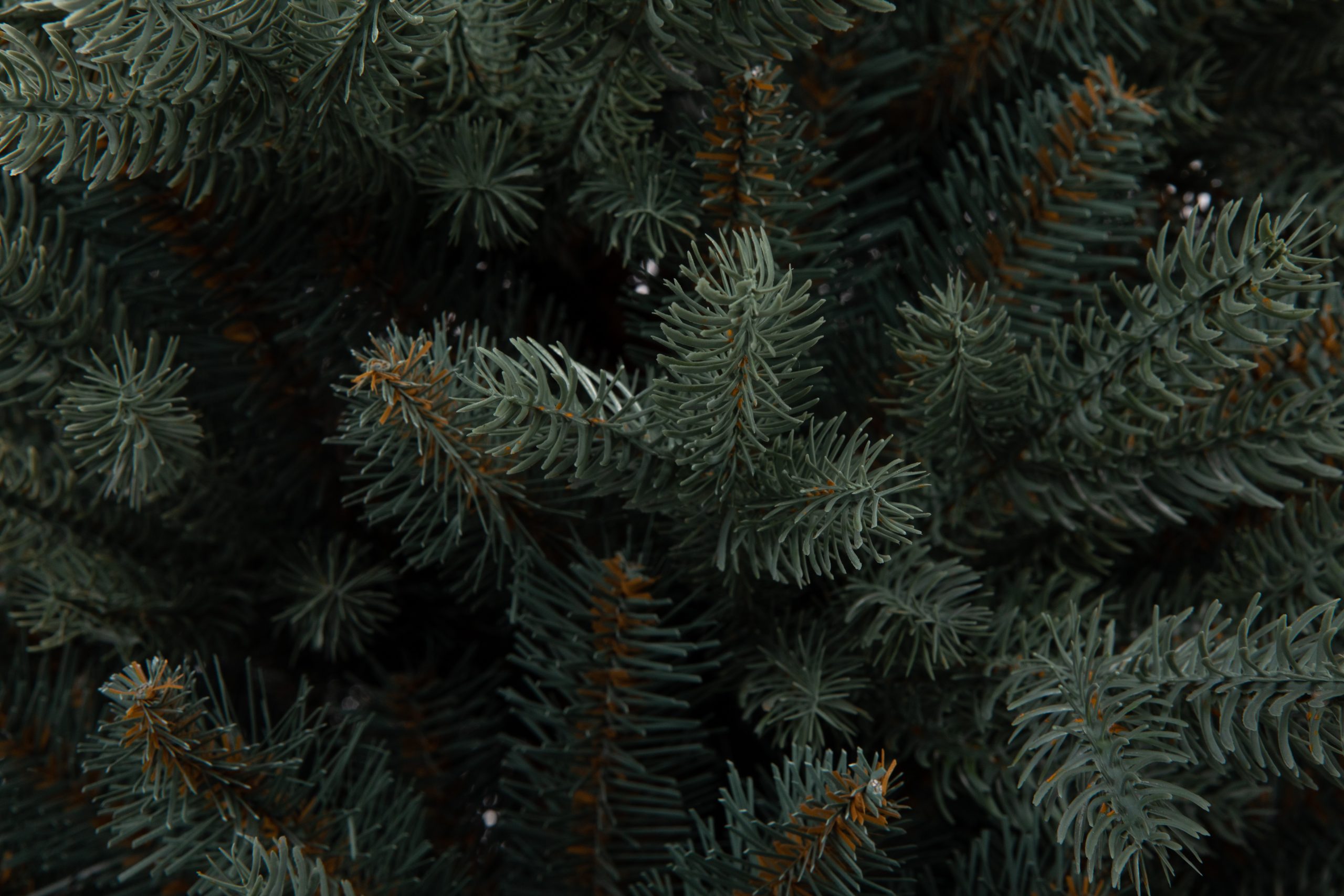 Տոնածառ SILVER SPRUCE IN POT PE , 80 սմ, Մ 58սմ