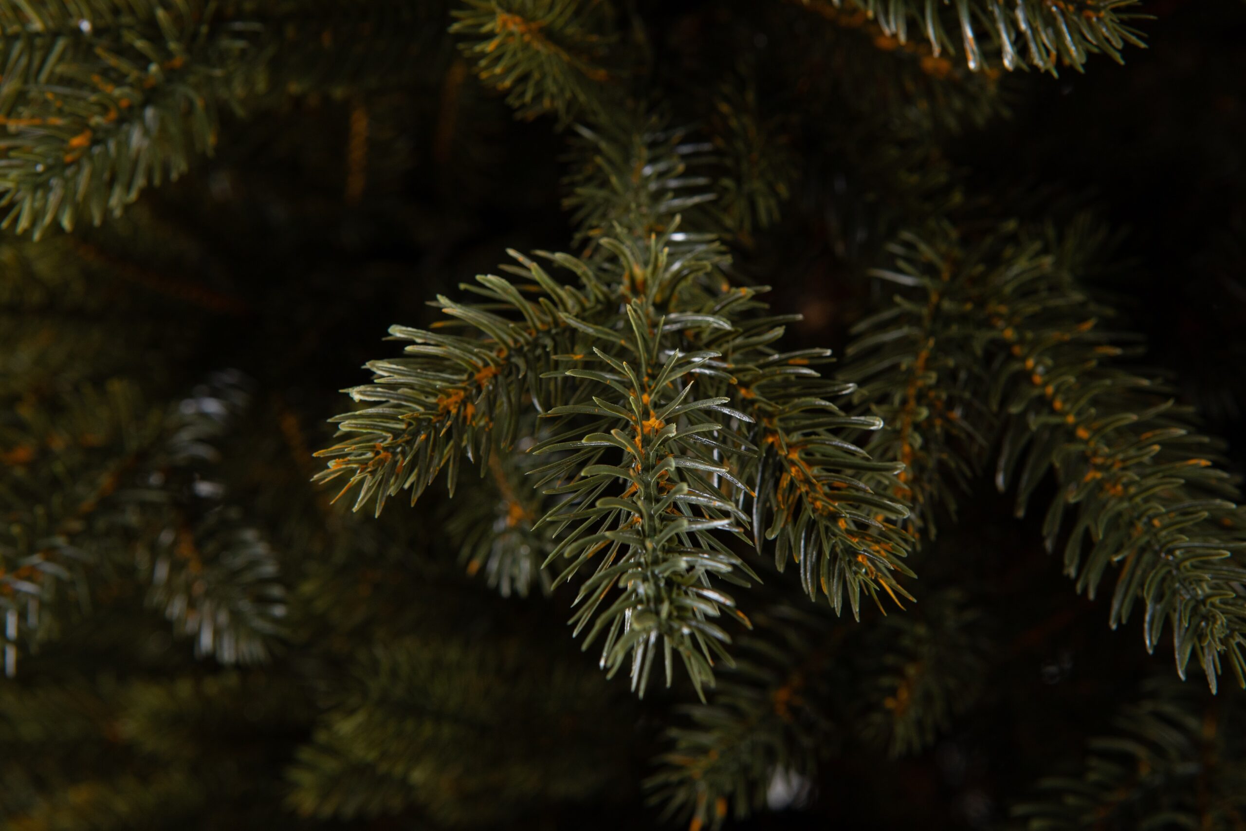 Տոնածառ CANADIAN SPRUCE 100 PE Premium, 250 սմ, Մ 156սմ