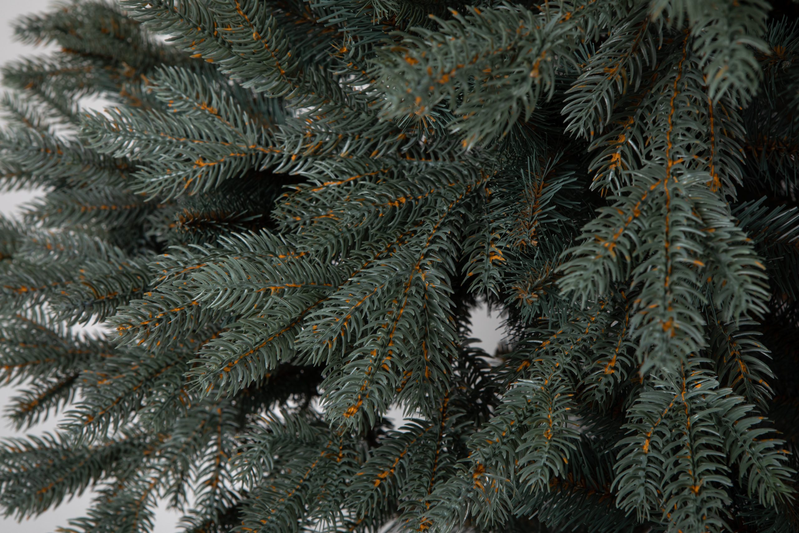Տոնածառ Silver spruce PE Exclusive, 250 սմ, Մ 156սմ