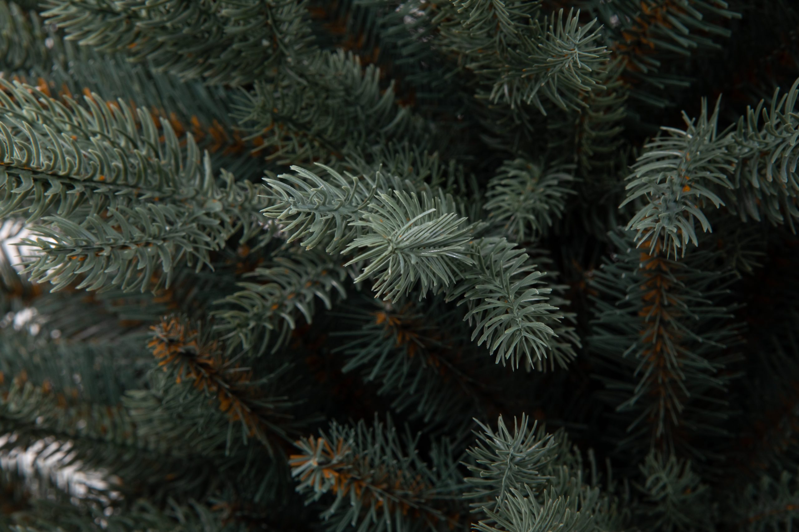 Տոնածառ SILVER SPRUCE IN POT PE , 80 սմ, Մ 58սմ