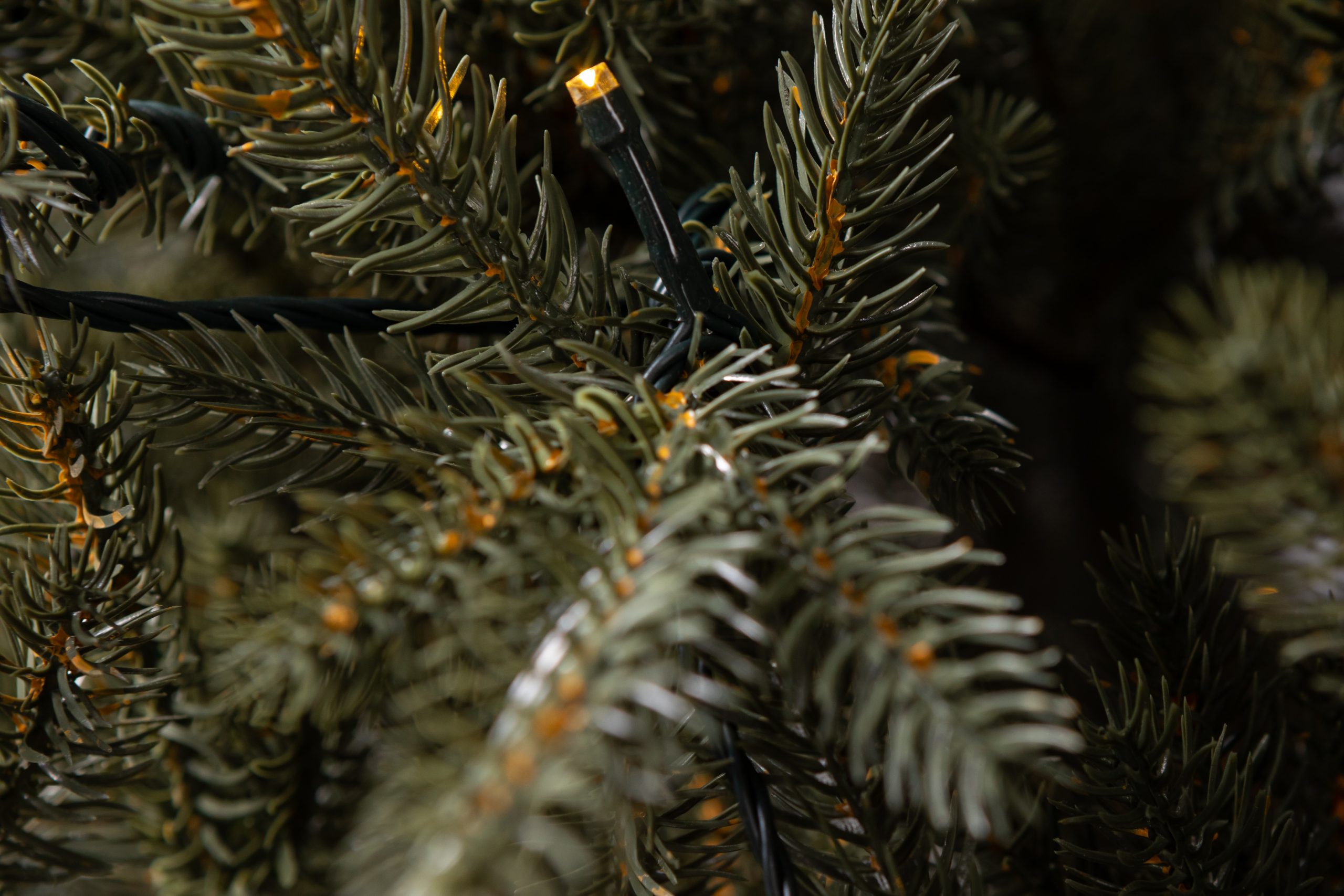 Տոնածառ CANADIAN SPRUCE 100 PE Premium, 250 սմ, Մ 156սմ