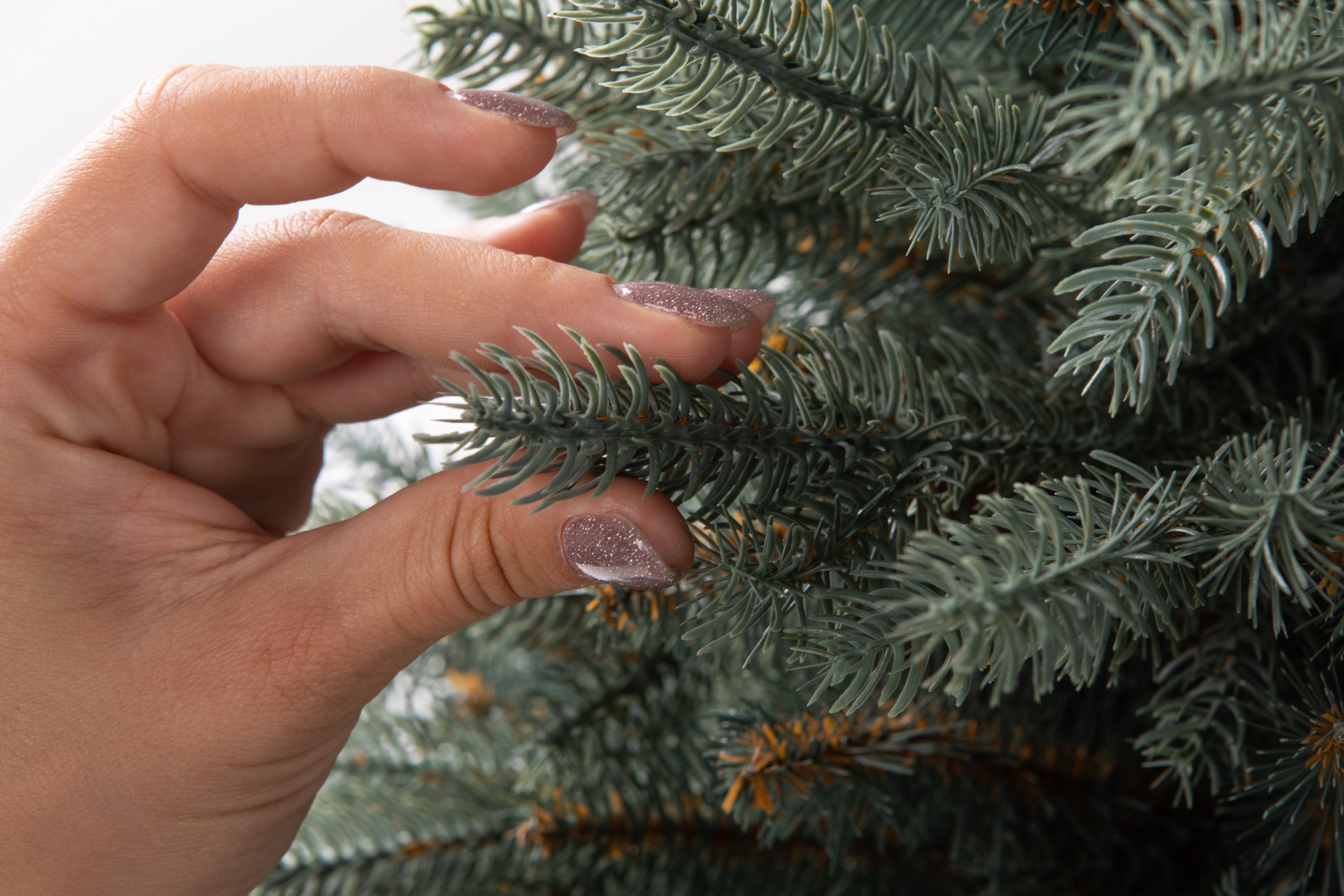 Տոնածառ SILVER SPRUCE IN POT PE , 80 սմ, Մ 58սմ