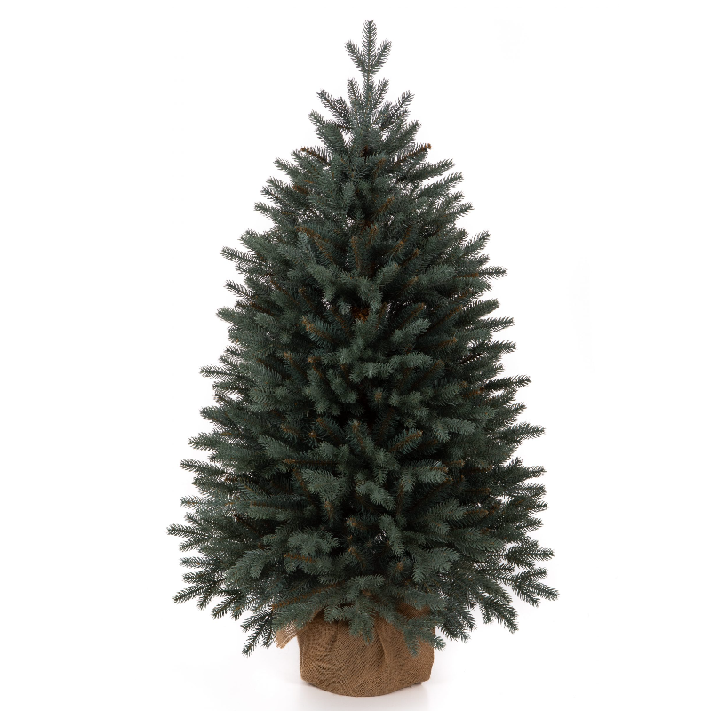 Տոնածառ SILVER SPRUCE IN POT PE , 80 սմ, Մ 58սմ